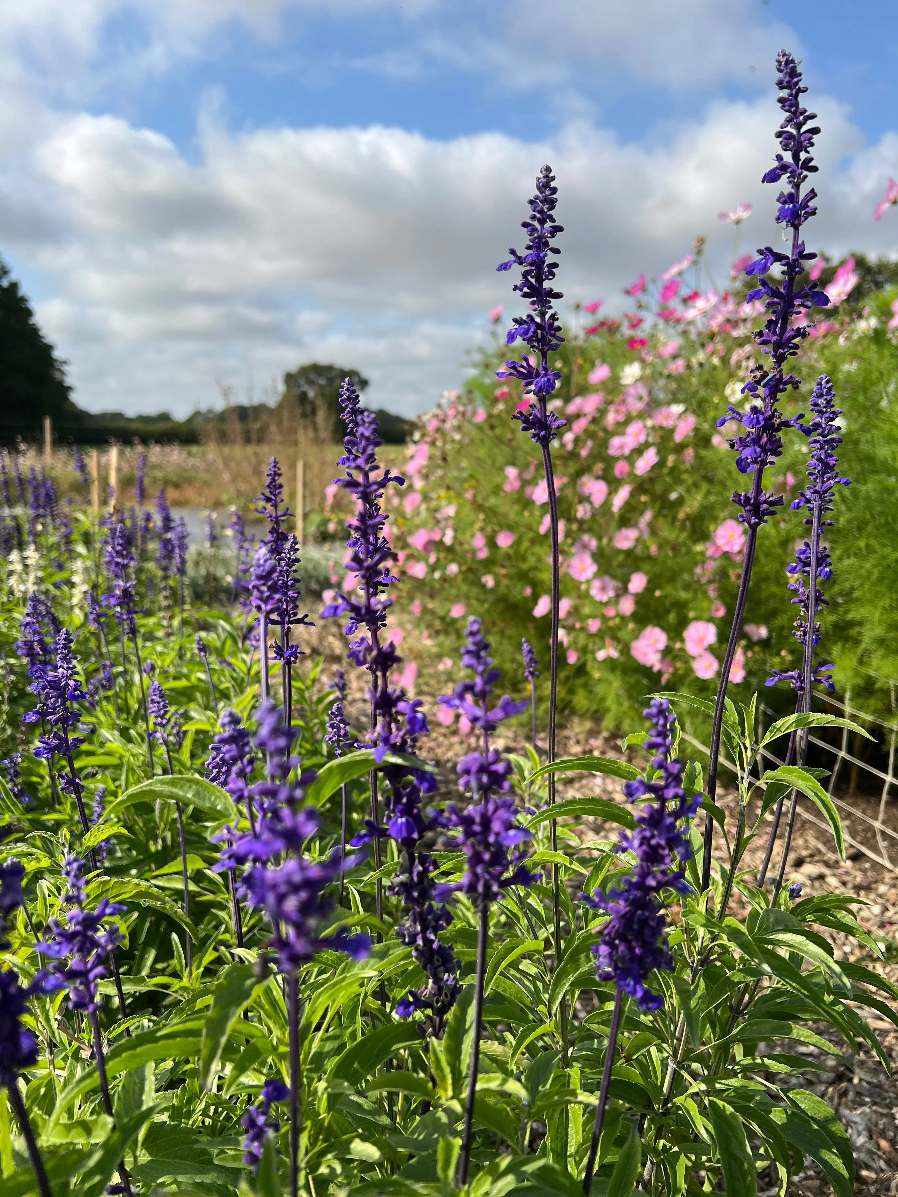 Salvia Victoria Blue