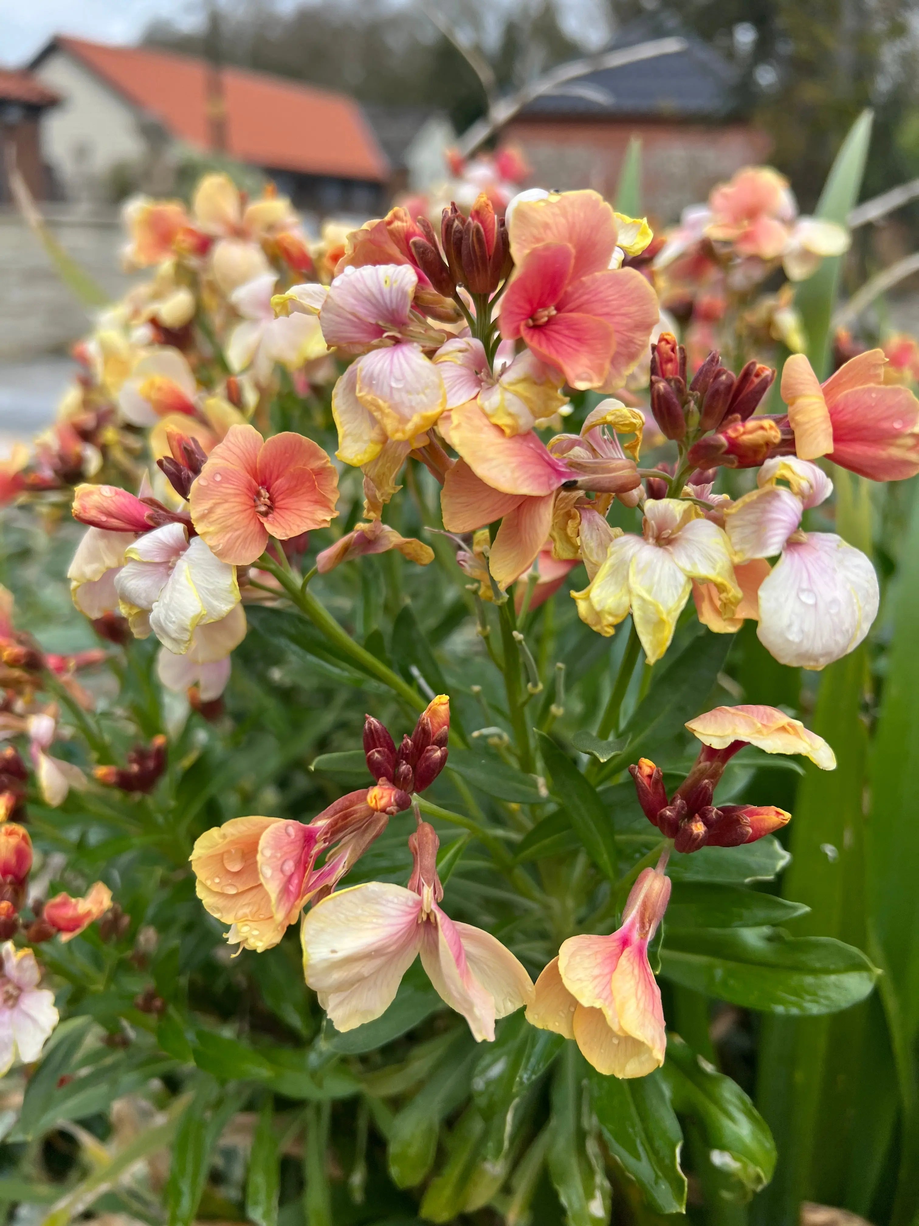 Wallflower Fair Lady