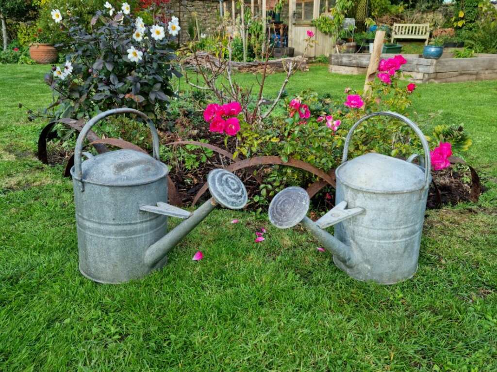 Vintage galvanised watering can with rose English Country Gardens