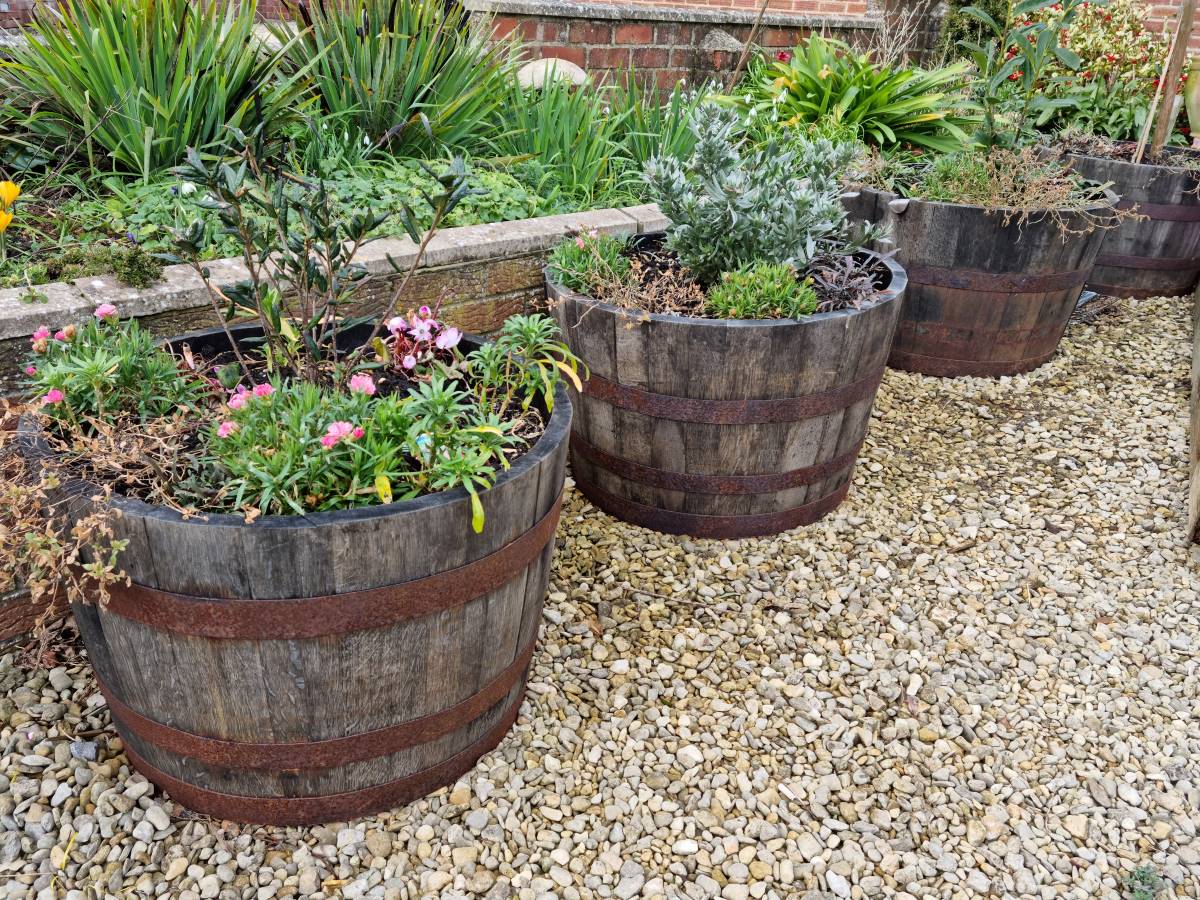 Our half whisky barrels English Country Gardens