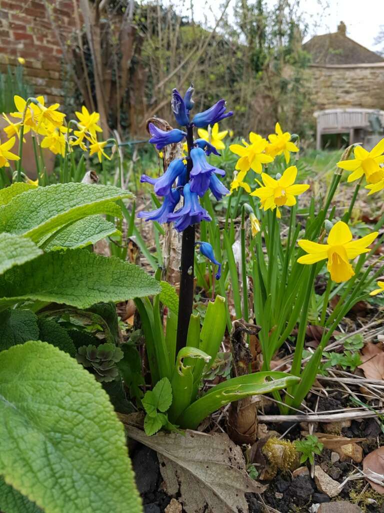 daffodils in a English country garden