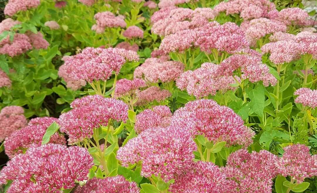 Sedum is spectacular this time of year