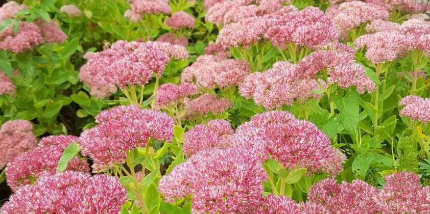 Sedum is spectacular this time of year