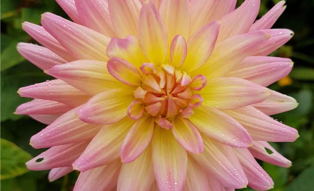 Vibrant Dahlias