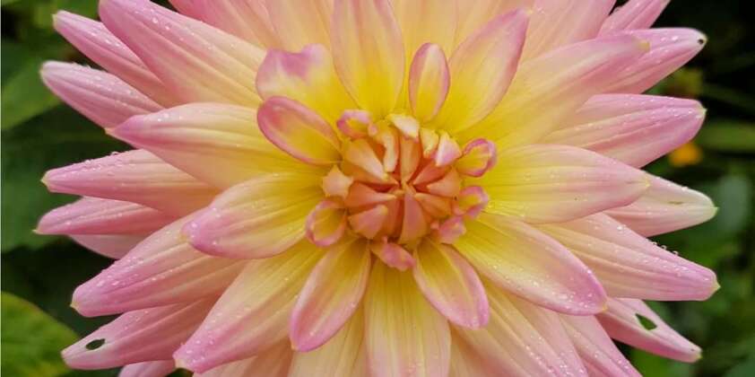 Vibrant Dahlias