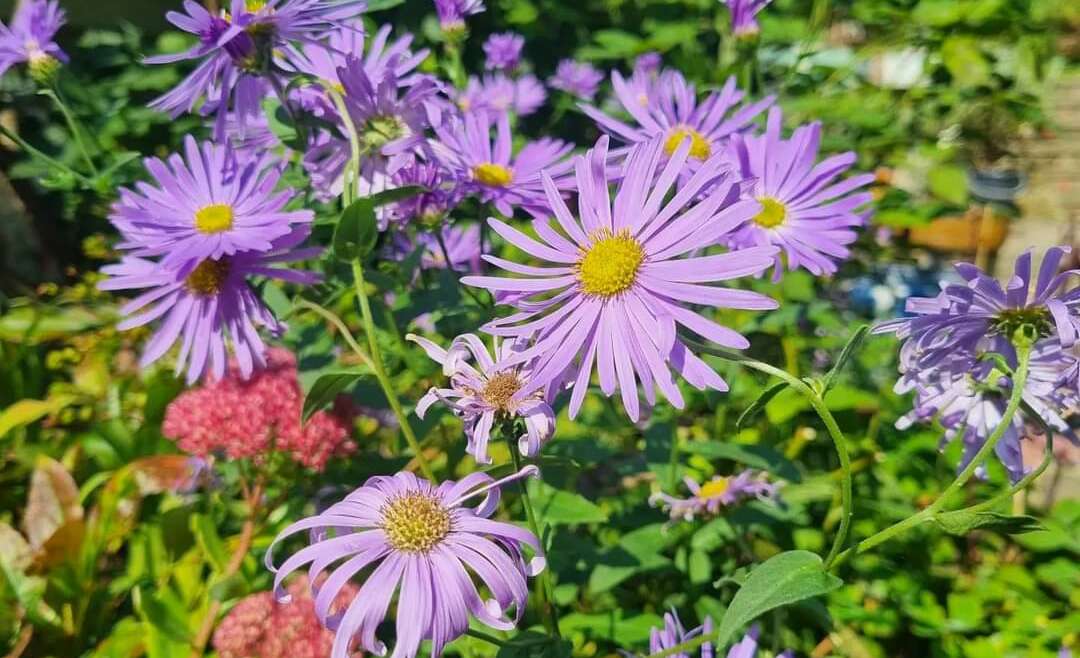 European Michaelmas Daisies dance in the breeze