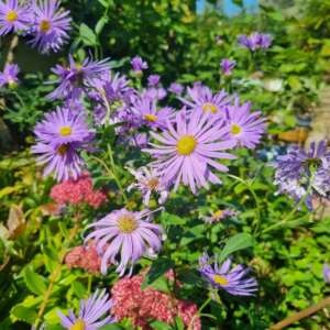 European Michaelmas Daisies dance in the breeze