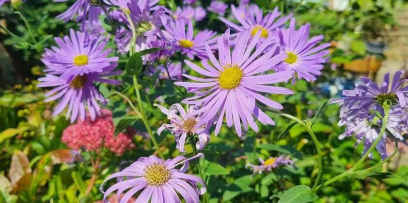 European Michaelmas Daisies dance in the breeze