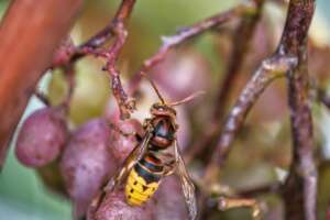 Wasps. Friend or Foe?!