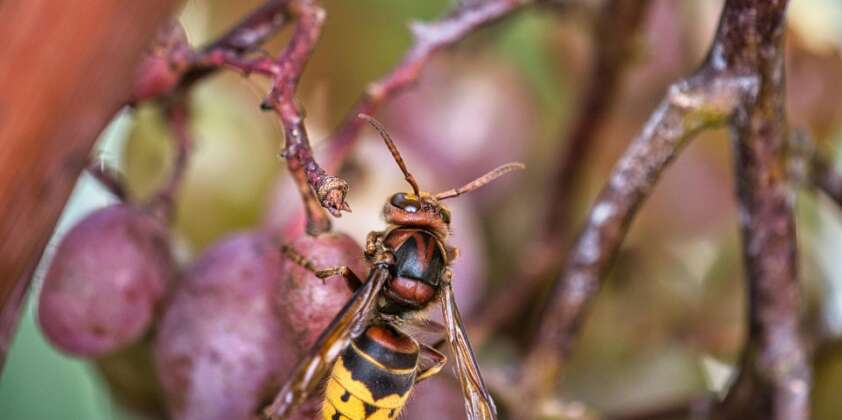 Wasps. Friend or Foe?!