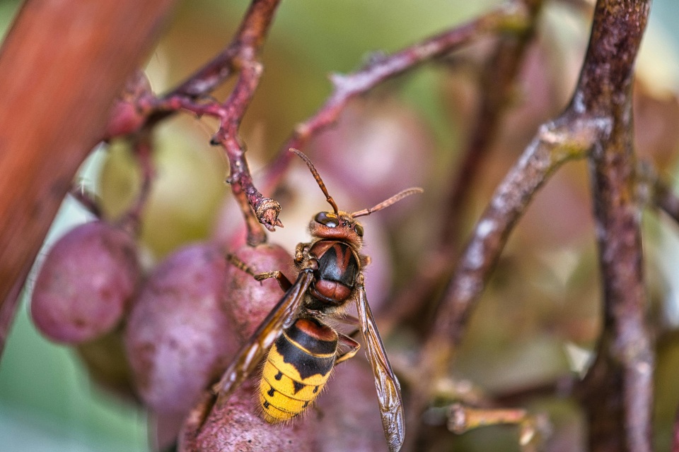 Wasps. Friend or Foe?!