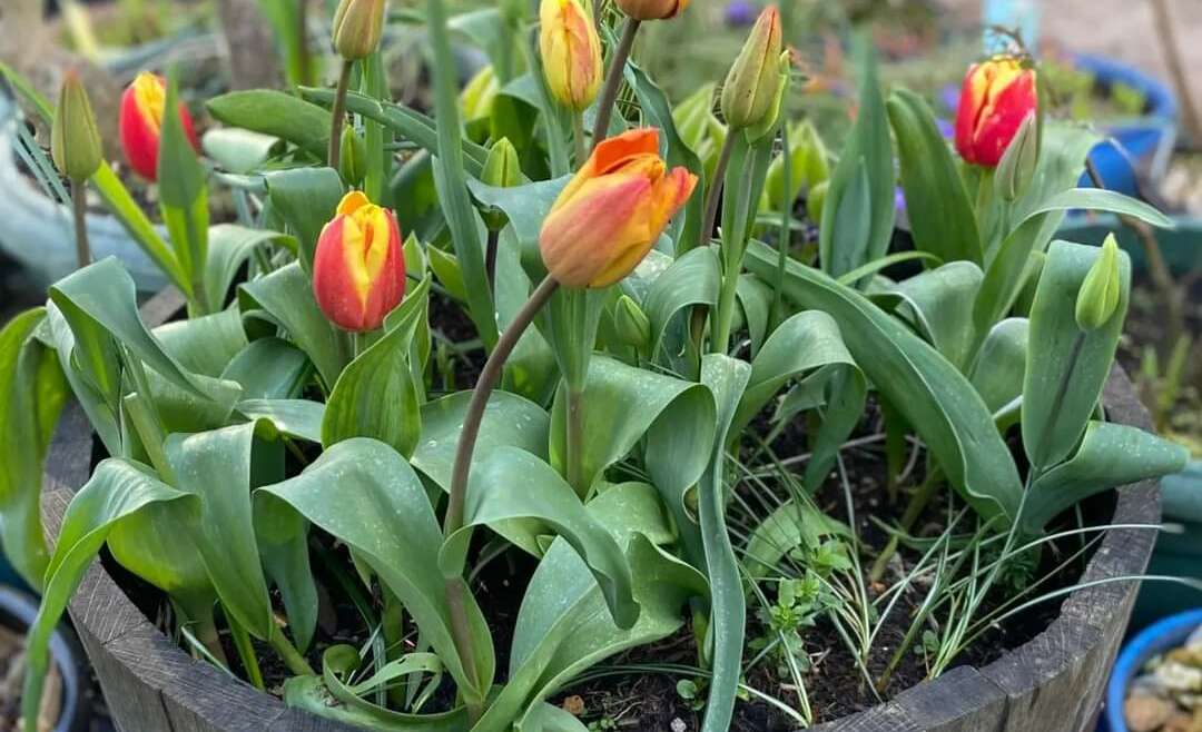 Spring Bulbs