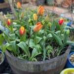 Spring Bulbs