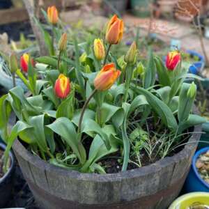 Spring Bulbs