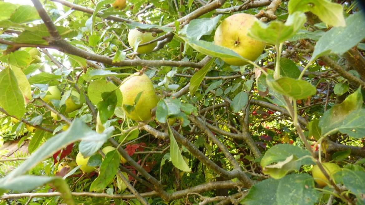 September in Sandie’s Garden