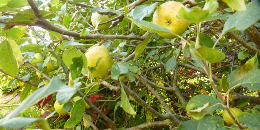 September in Sandie’s Garden