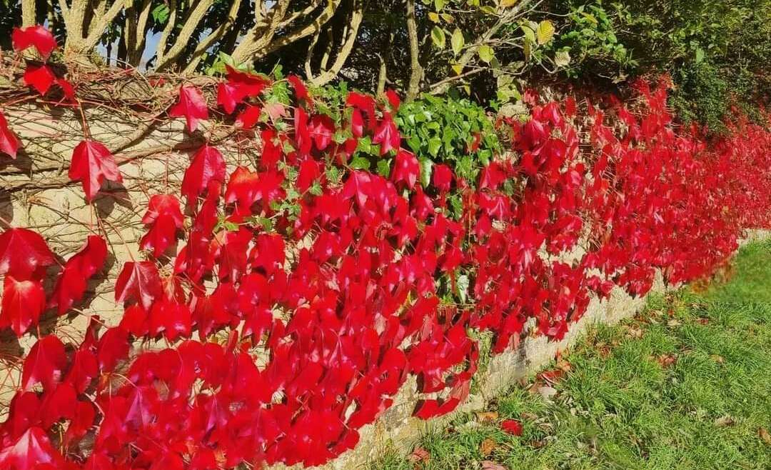 Beautiful autumn colour. Virginia creeper or Boston ivy?