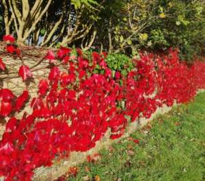 Beautiful autumn colour. Virginia creeper or Boston ivy?