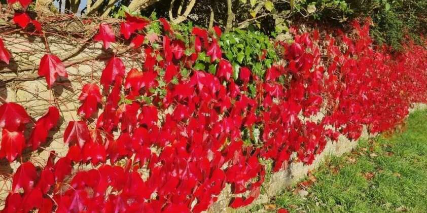 Beautiful autumn colour. Virginia creeper or Boston ivy?