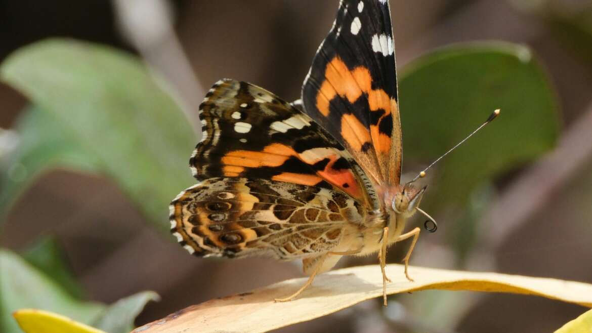 Painted Lady Butterflies