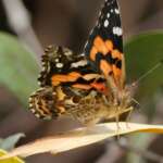 Painted Lady Butterflies