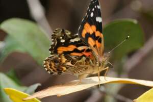 Painted Lady Butterflies