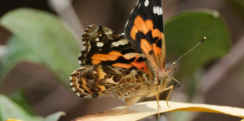 Painted Lady Butterflies