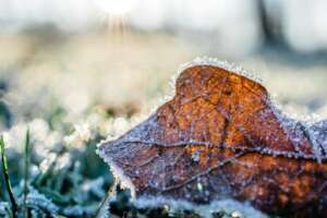 Frosted Leaf