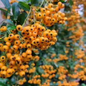 Pyracantha Firethorn