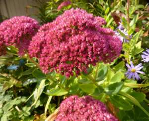 Sedum in Autumn